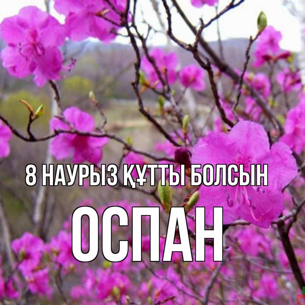 Күн сайын ашық хат с именем, ОСПАН 8 наурыз құтты болсын международный женский день Онлайн тегін жүктеп алу тілектері бар керемет карта 