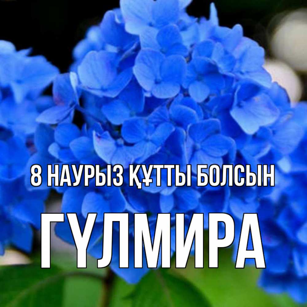 Күн сайын ашық хат с именем, ГҮЛМИРА 8 наурыз құтты болсын синие цветы Онлайн тегін жүктеп алу тілектері бар керемет карта 