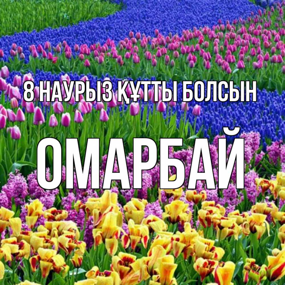 Күн сайын ашық хат с именем, ОМАРБАЙ 8 наурыз құтты болсын цветы Онлайн тегін жүктеп алу тілектері бар керемет карта 