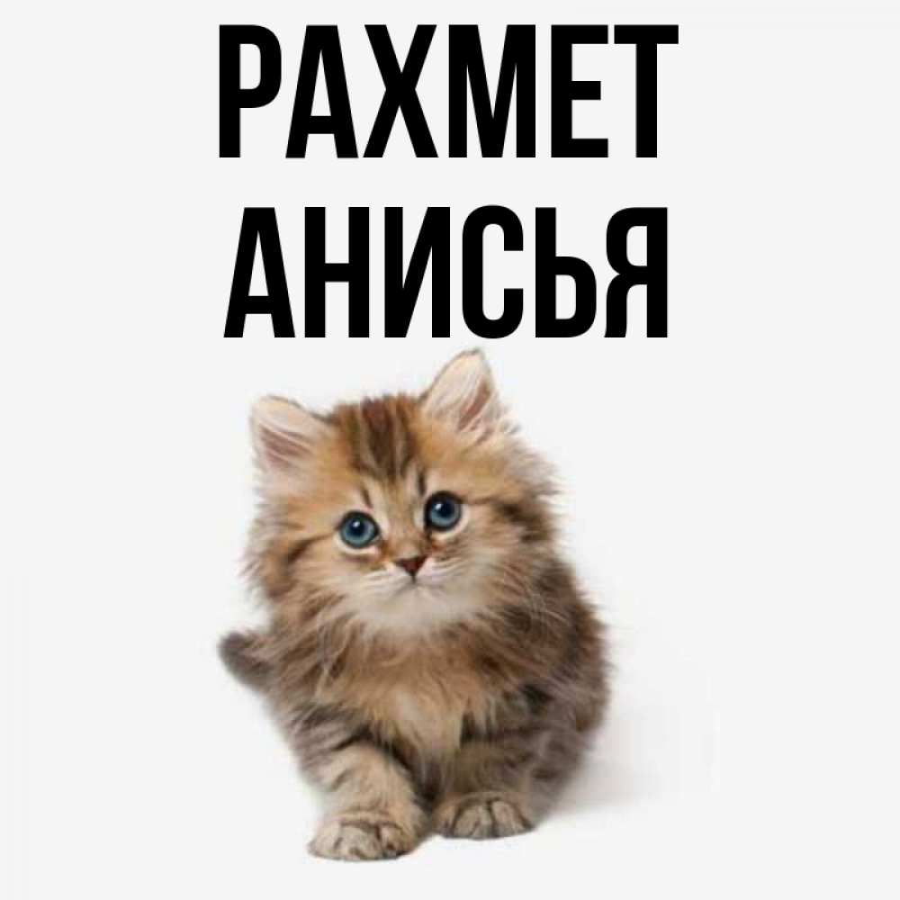 Күн сайын ашық хат с именем, Анисья рахмет пушистый котик Онлайн тегін жүктеп алу тілектері бар керемет карта 