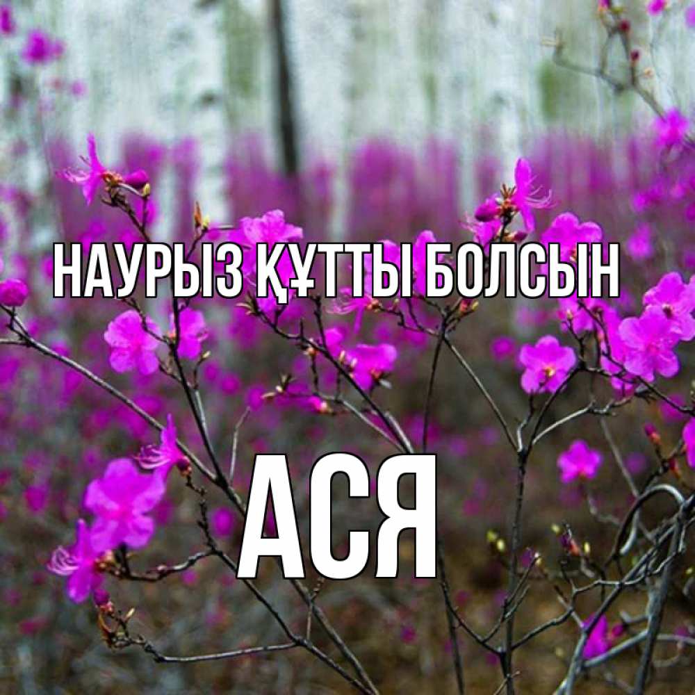 Күн сайын ашық хат с именем, Ася Наурыз құтты болсын дикие цветы Онлайн тегін жүктеп алу тілектері бар керемет карта 