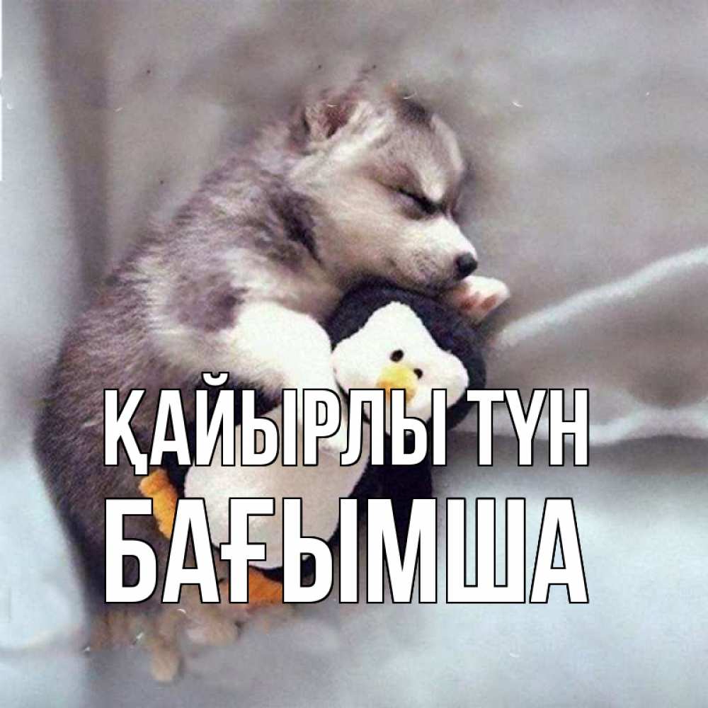 Күн сайын ашық хат с именем, БАҒЫМША Қайырлы түн обнимашки щенка и пингвина Онлайн тегін жүктеп алу тілектері бар керемет карта 