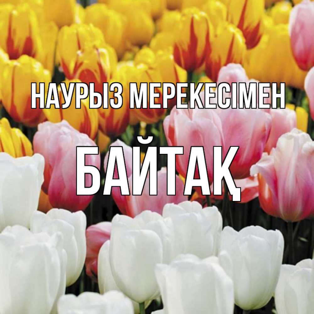 Күн сайын ашық хат с именем, Байтақ Наурыз мерекесімен разноцветные цветы Онлайн тегін жүктеп алу тілектері бар керемет карта 