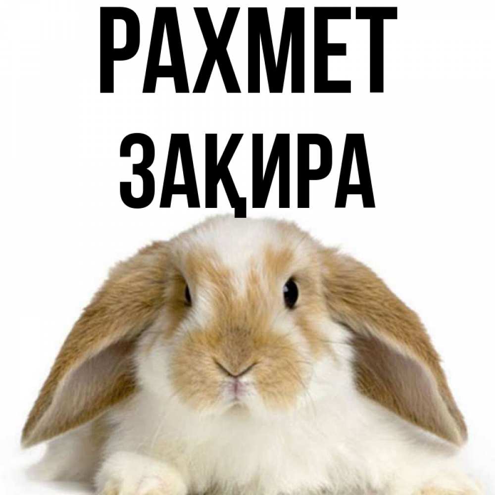 Күн сайын ашық хат с именем, ЗАҚИРА рахмет коричнево белый заяц Онлайн тегін жүктеп алу тілектері бар керемет карта 