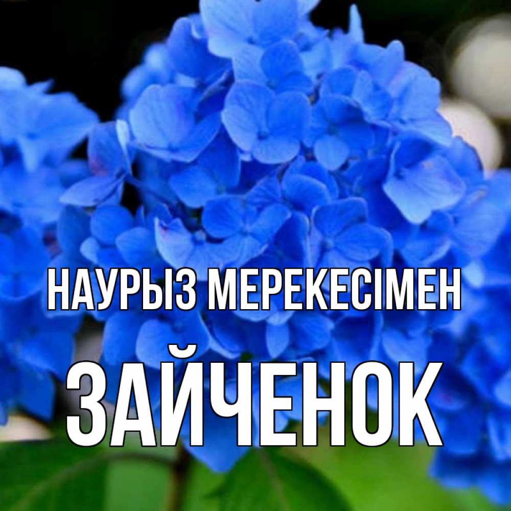 Күн сайын ашық хат с именем, Зайченок Наурыз мерекесімен синие цветы Онлайн тегін жүктеп алу тілектері бар керемет карта 