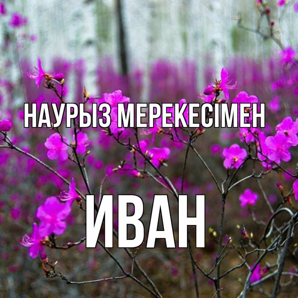 Күн сайын ашық хат с именем, Иван Наурыз мерекесімен дикие цветы Онлайн тегін жүктеп алу тілектері бар керемет карта 