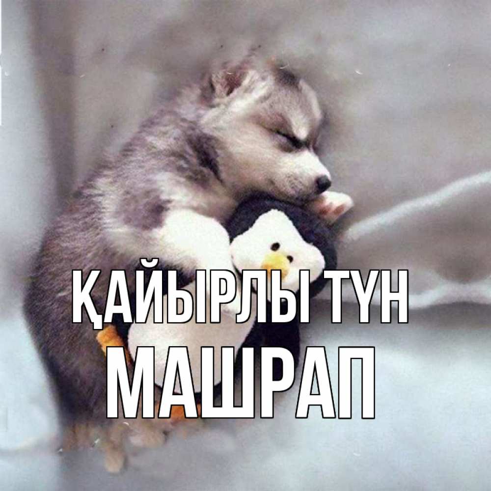 Күн сайын ашық хат с именем, МАШРАП Қайырлы түн обнимашки щенка и пингвина Онлайн тегін жүктеп алу тілектері бар керемет карта 
