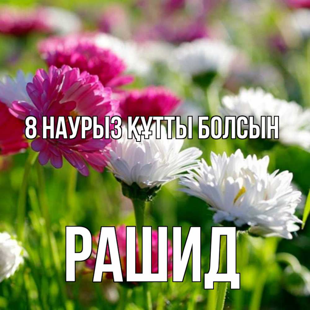 Күн сайын ашық хат с именем, Рашид 8 наурыз құтты болсын международный женский день 1 Онлайн тегін жүктеп алу тілектері бар керемет карта 