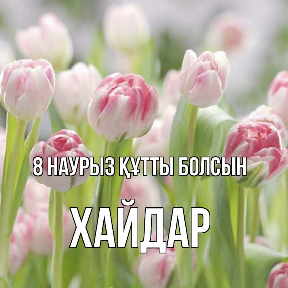 Күн сайын ашық хат с именем, ХАЙДАР 8 наурыз құтты болсын цветы Онлайн тегін жүктеп алу тілектері бар керемет карта 