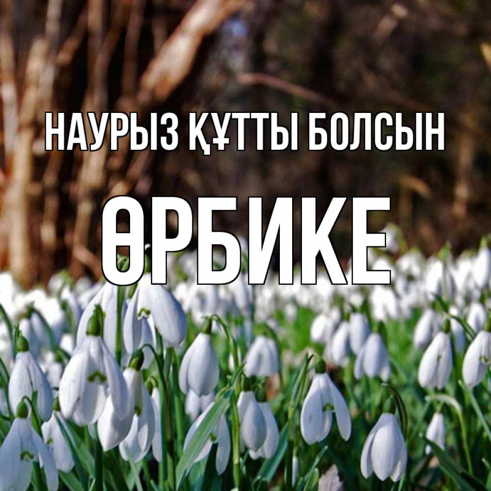 Күн сайын ашық хат с именем, ӨРБИКЕ Наурыз құтты болсын с подснежниками 1 Онлайн тегін жүктеп алу тілектері бар керемет карта 