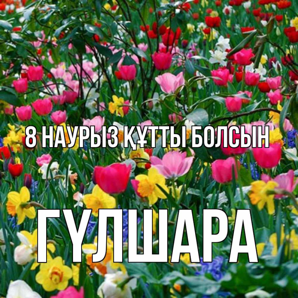 Күн сайын ашық хат с именем, ГҮЛШАРА 8 наурыз құтты болсын с международным женским днем поздравления для женщины Онлайн тегін жүктеп алу тілектері бар керемет карта 