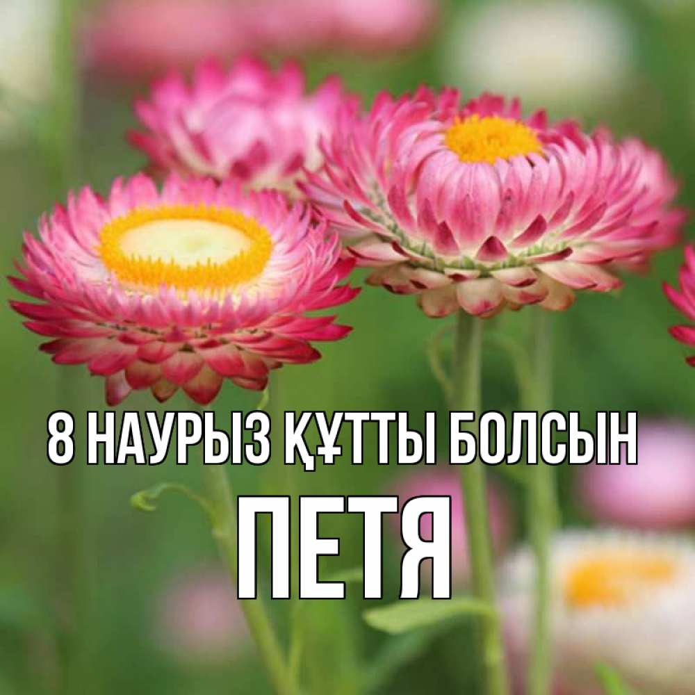Күн сайын ашық хат с именем, Петя 8 наурыз құтты болсын подарок на международный женский день Онлайн тегін жүктеп алу тілектері бар керемет карта 