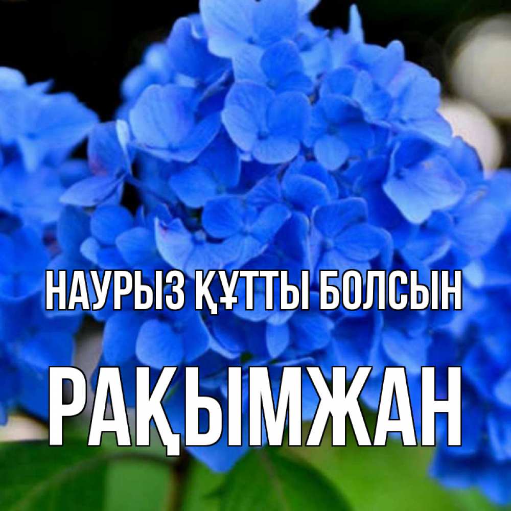 Күн сайын ашық хат с именем, Рақымжан Наурыз құтты болсын синие цветы Онлайн тегін жүктеп алу тілектері бар керемет карта 