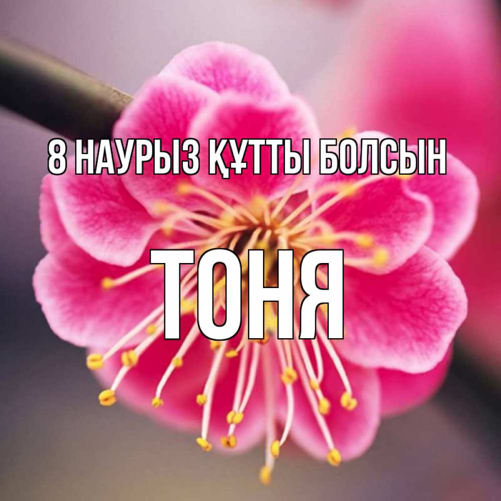 Күн сайын ашық хат с именем, Тоня 8 наурыз құтты болсын цветы Онлайн тегін жүктеп алу тілектері бар керемет карта 