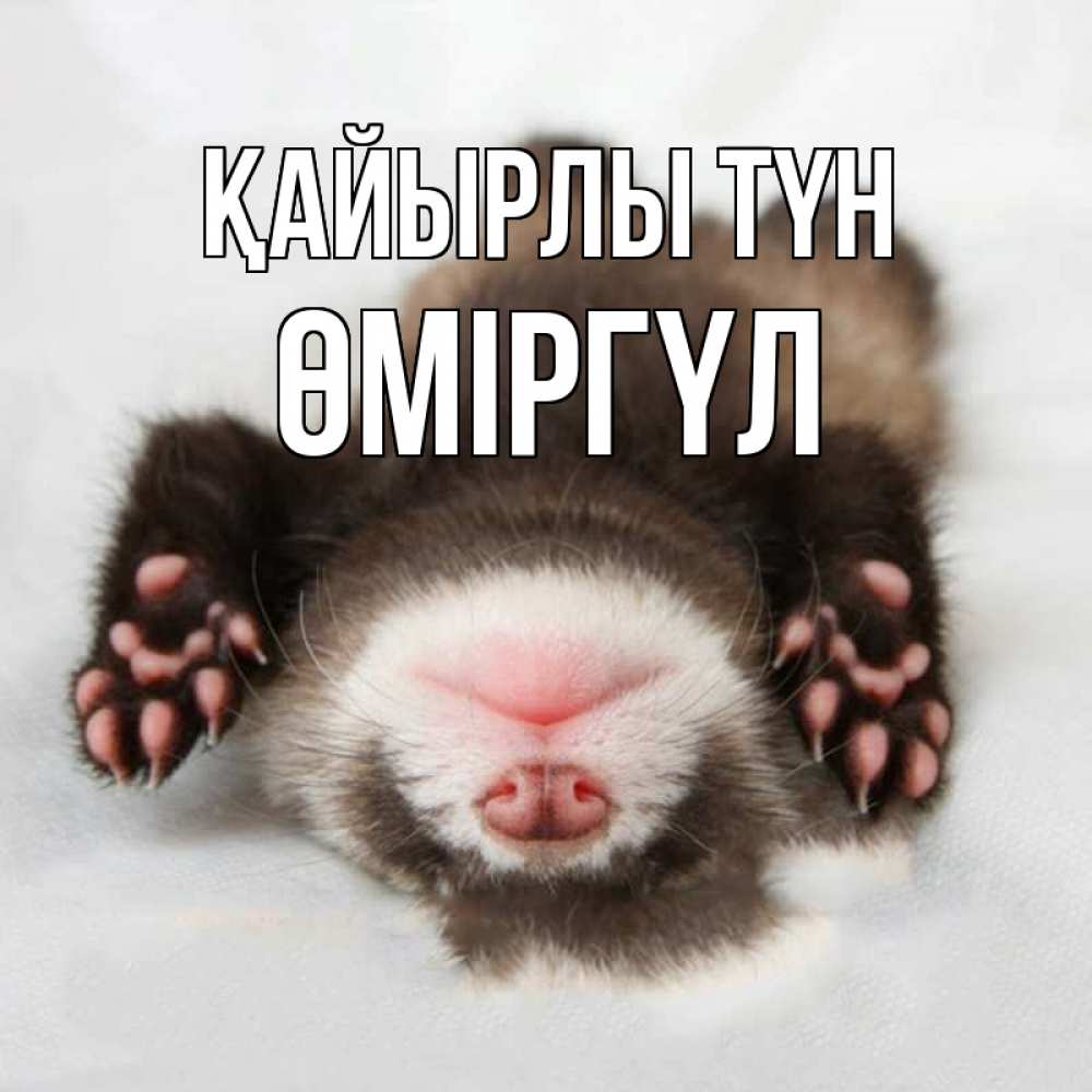 Күн сайын ашық хат с именем, ӨМІРГҮЛ Қайырлы түн зверек Онлайн тегін жүктеп алу тілектері бар керемет карта 