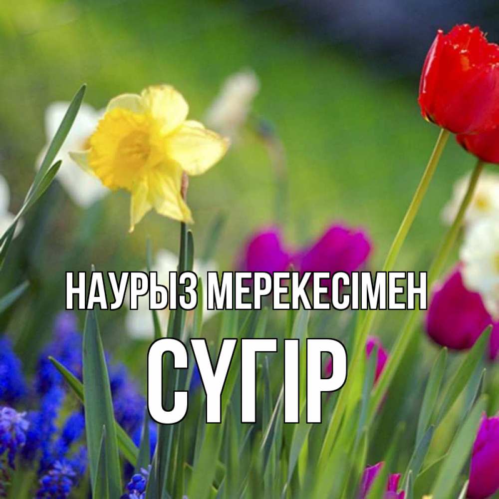 Күн сайын ашық хат с именем, СҮГІР Наурыз мерекесімен праздник весны наурыз 3 Онлайн тегін жүктеп алу тілектері бар керемет карта 