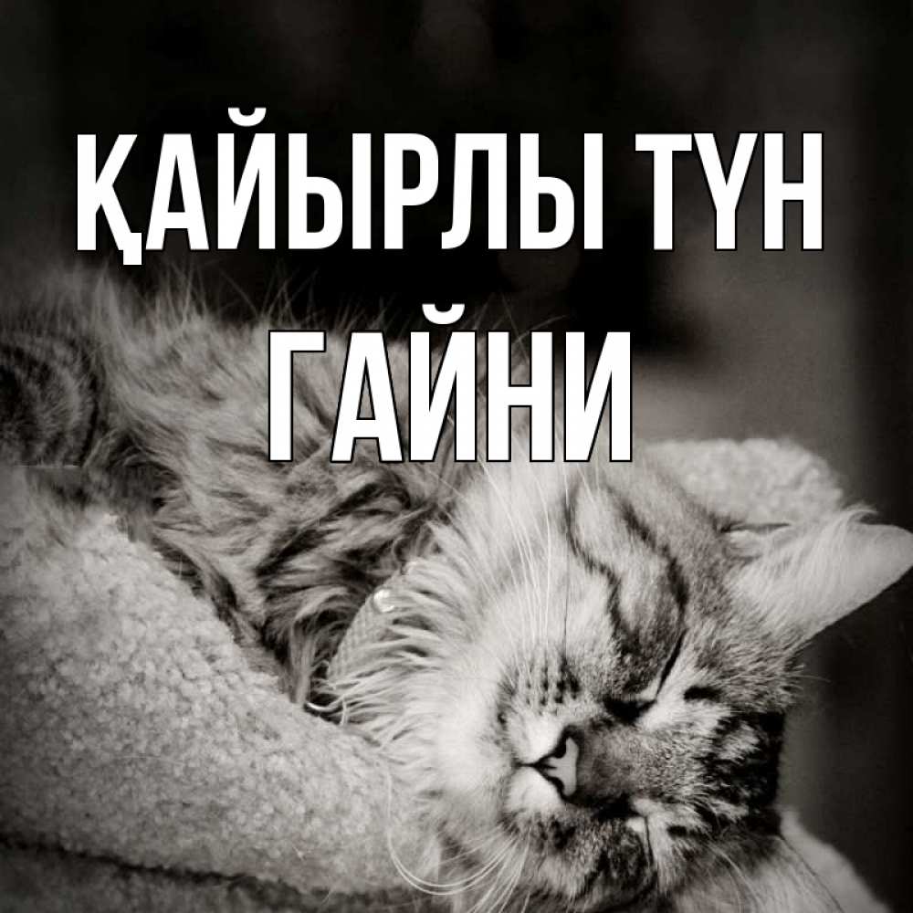 Күн сайын ашық хат с именем, ГАЙНИ Қайырлы түн котярик пушистый Онлайн тегін жүктеп алу тілектері бар керемет карта 