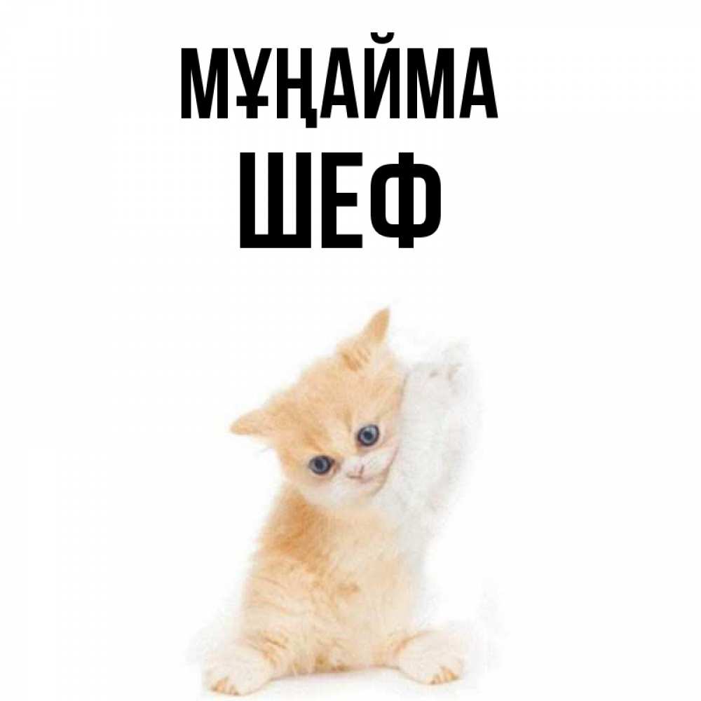 Күн сайын ашық хат с именем, Шеф Мұңайма просящий кот Онлайн тегін жүктеп алу тілектері бар керемет карта 