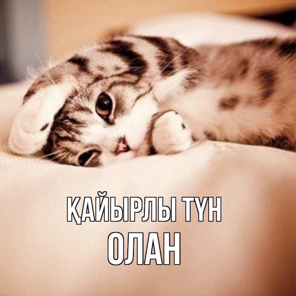 Күн сайын ашық хат с именем, Олан Қайырлы түн сладких снов с животными Онлайн тегін жүктеп алу тілектері бар керемет карта 