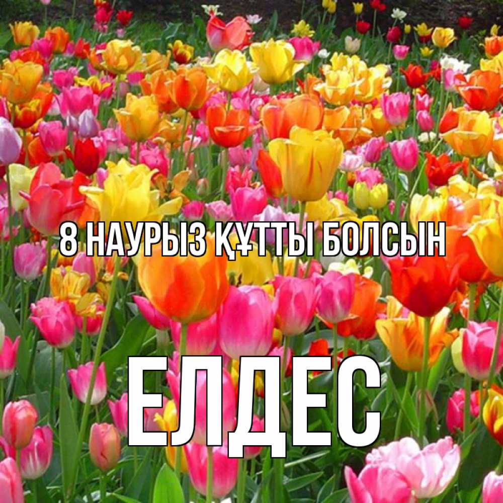 Күн сайын ашық хат с именем, Елдес 8 наурыз құтты болсын на международный женский день Онлайн тегін жүктеп алу тілектері бар керемет карта 