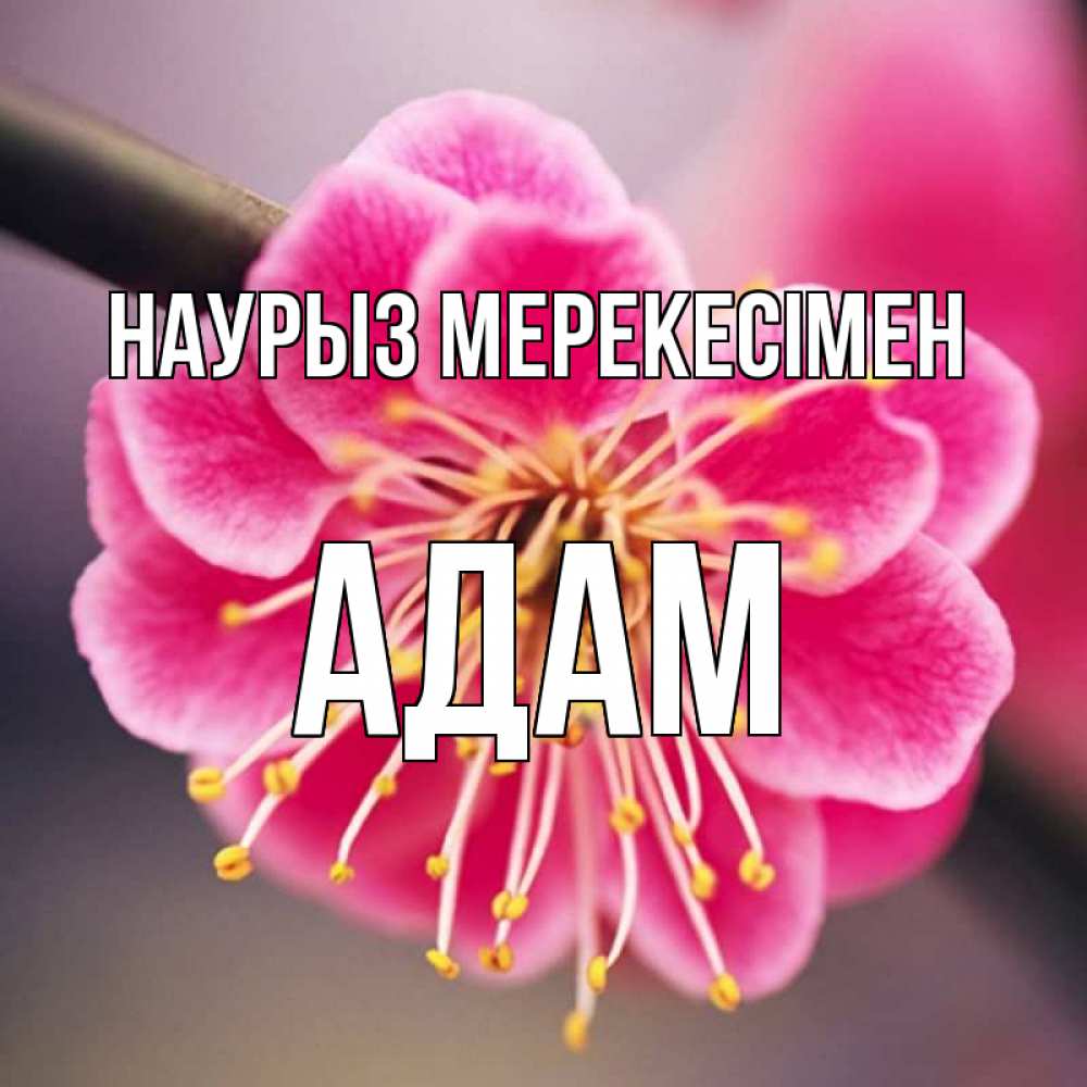 Күн сайын ашық хат с именем, Адам Наурыз мерекесімен цветы Онлайн тегін жүктеп алу тілектері бар керемет карта 