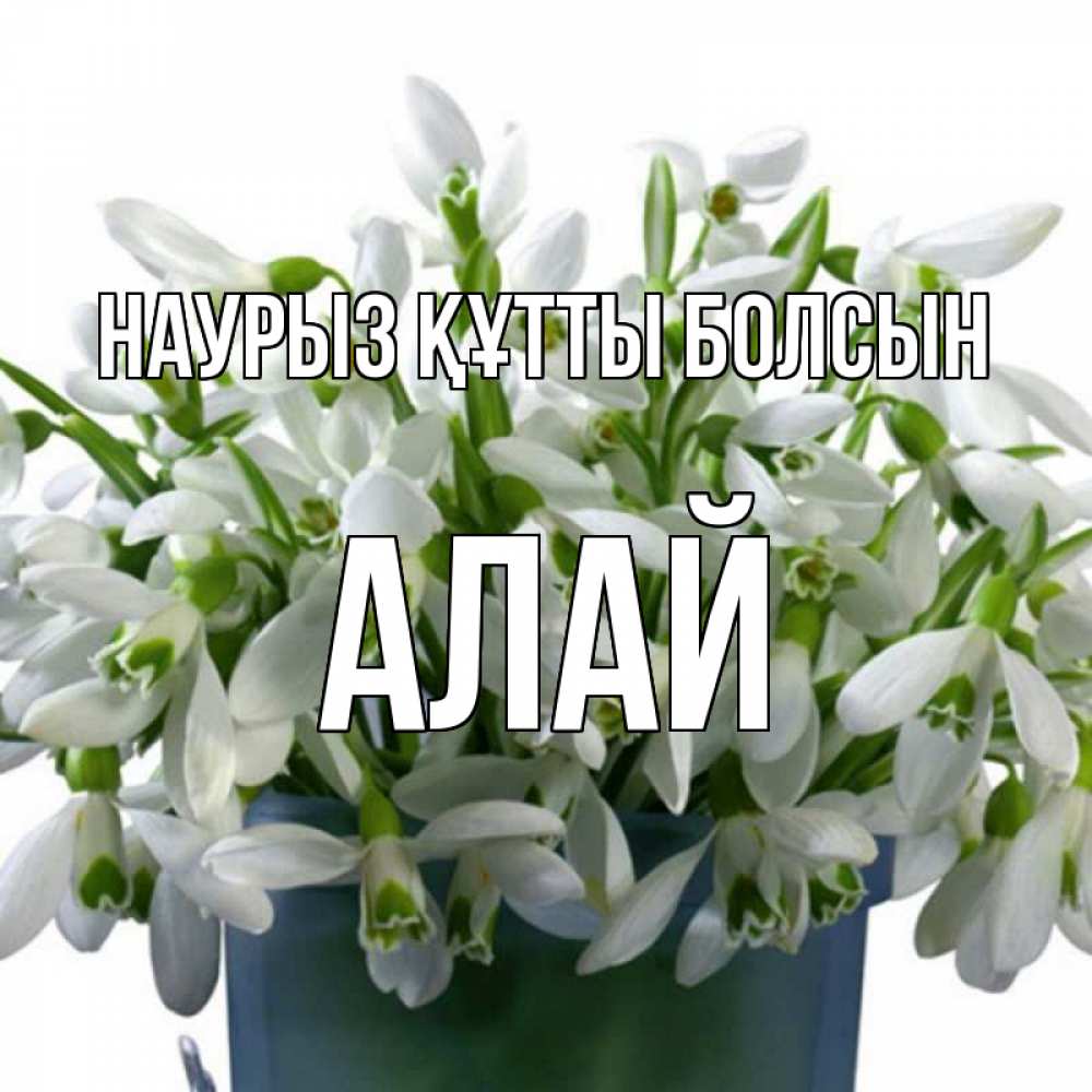 Күн сайын ашық хат с именем, Алай Наурыз құтты болсын цветы к наурызу Онлайн тегін жүктеп алу тілектері бар керемет карта 