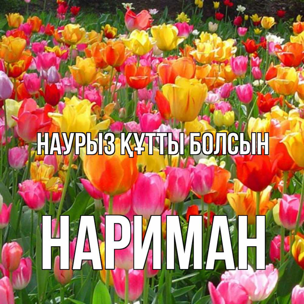 Күн сайын ашық хат с именем, НАРИМАН Наурыз құтты болсын на наурыз  ура ура Онлайн тегін жүктеп алу тілектері бар керемет карта 