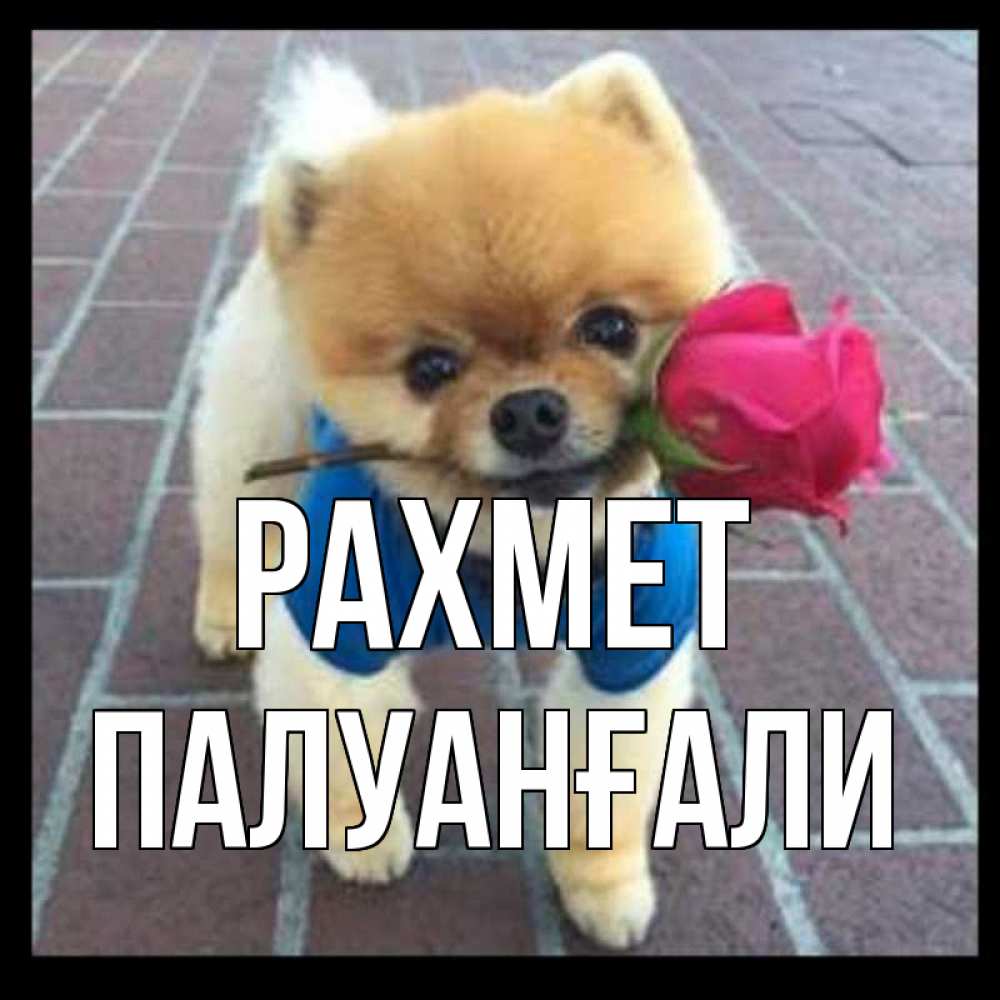Күн сайын ашық хат с именем, ПАЛУАНҒАЛИ рахмет спасибо и дарю тебе цветок Онлайн тегін жүктеп алу тілектері бар керемет карта 