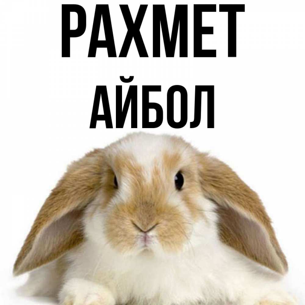 Күн сайын ашық хат с именем, Айбол рахмет коричнево белый заяц Онлайн тегін жүктеп алу тілектері бар керемет карта 