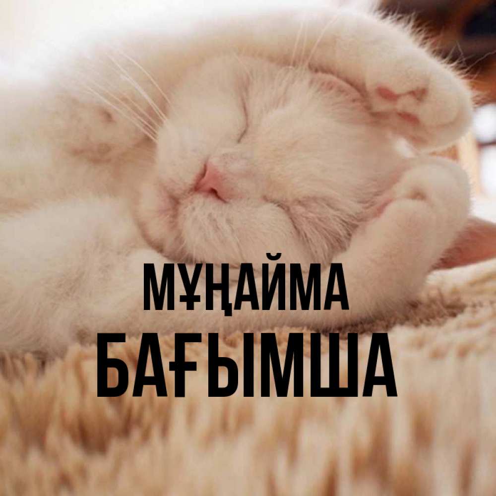 Күн сайын ашық хат с именем, БАҒЫМША Мұңайма Котенок спит Онлайн тегін жүктеп алу тілектері бар керемет карта 