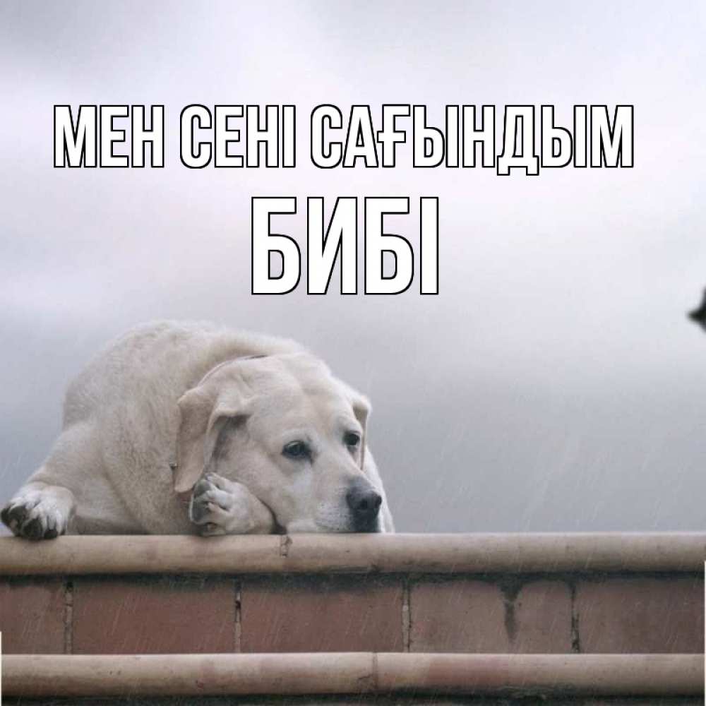 Күн сайын ашық хат с именем, БИБІ Мен сені сағындым ждет Онлайн тегін жүктеп алу тілектері бар керемет карта 