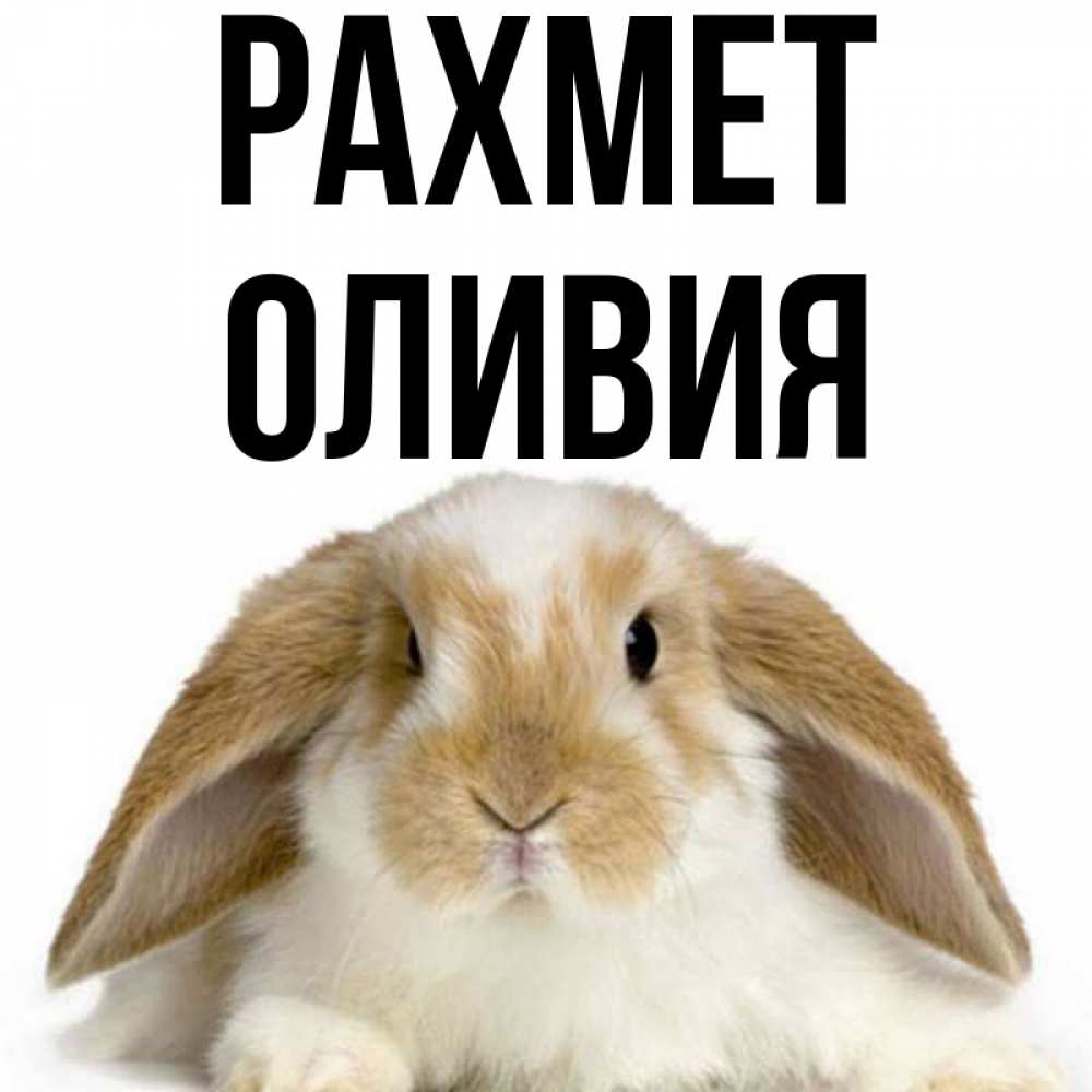 Күн сайын ашық хат с именем, Оливия рахмет коричнево белый заяц Онлайн тегін жүктеп алу тілектері бар керемет карта 