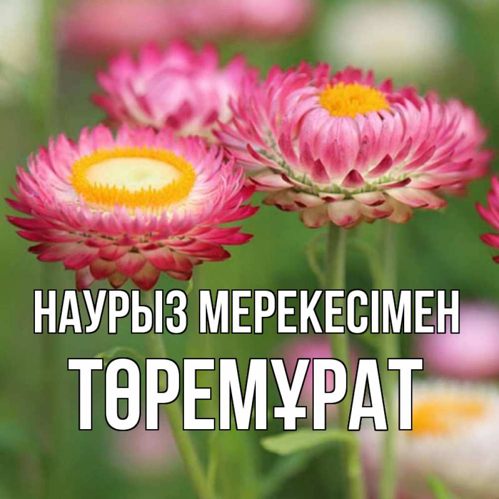 Күн сайын ашық хат с именем, Төремұрат Наурыз мерекесімен подарок на международный женский день Онлайн тегін жүктеп алу тілектері бар керемет карта 