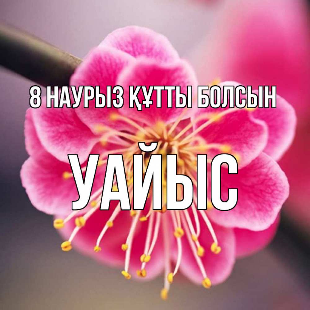 Күн сайын ашық хат с именем, УАЙЫС 8 наурыз құтты болсын цветы Онлайн тегін жүктеп алу тілектері бар керемет карта 