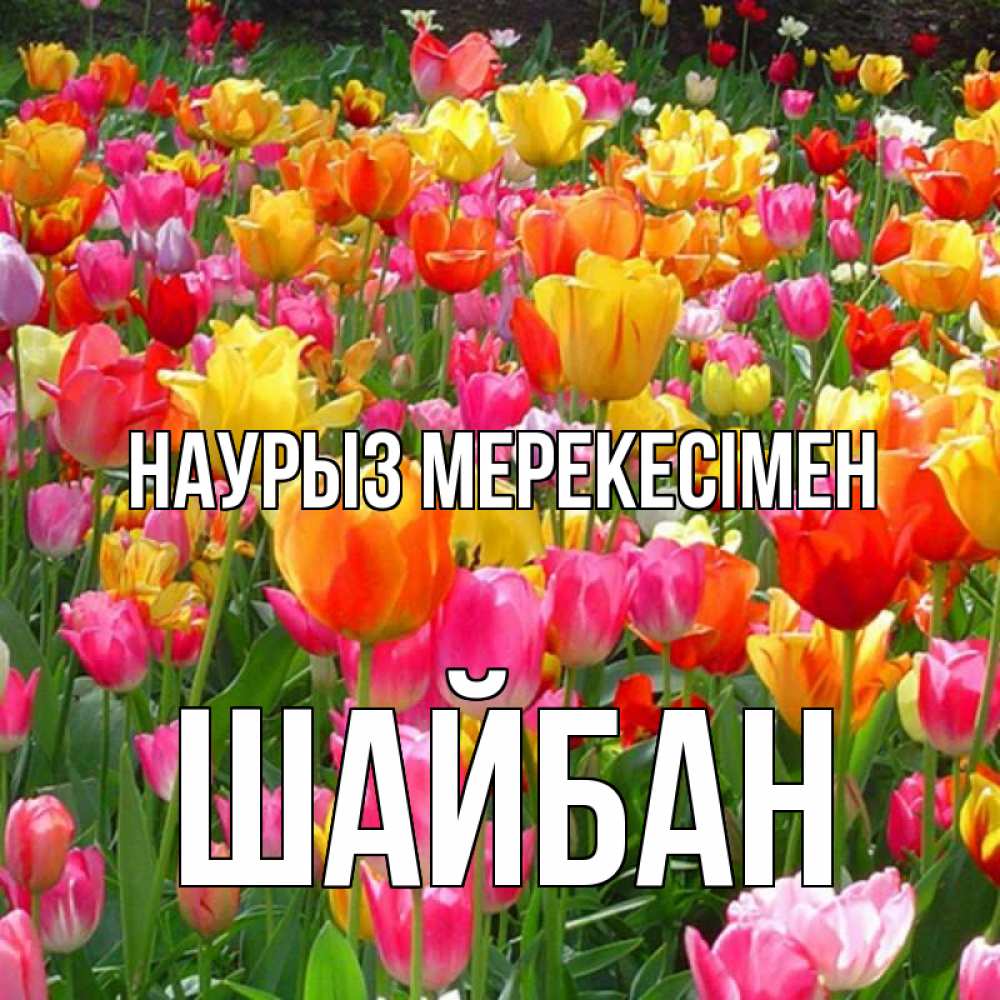 Күн сайын ашық хат с именем, ШАЙБАН Наурыз мерекесімен праздник весны наурыз 4 Онлайн тегін жүктеп алу тілектері бар керемет карта 