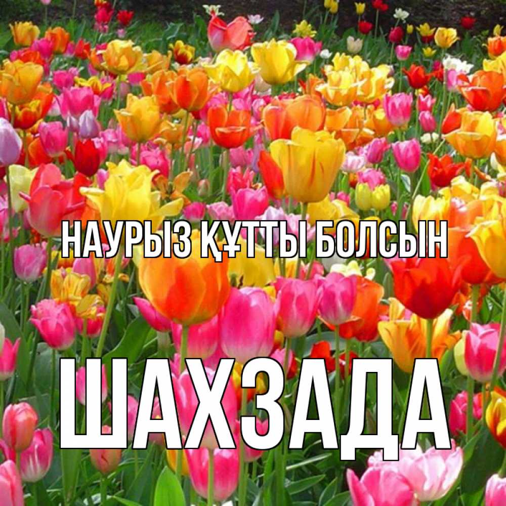 Күн сайын ашық хат с именем, ШАХЗАДА Наурыз құтты болсын на наурыз  ура ура Онлайн тегін жүктеп алу тілектері бар керемет карта 