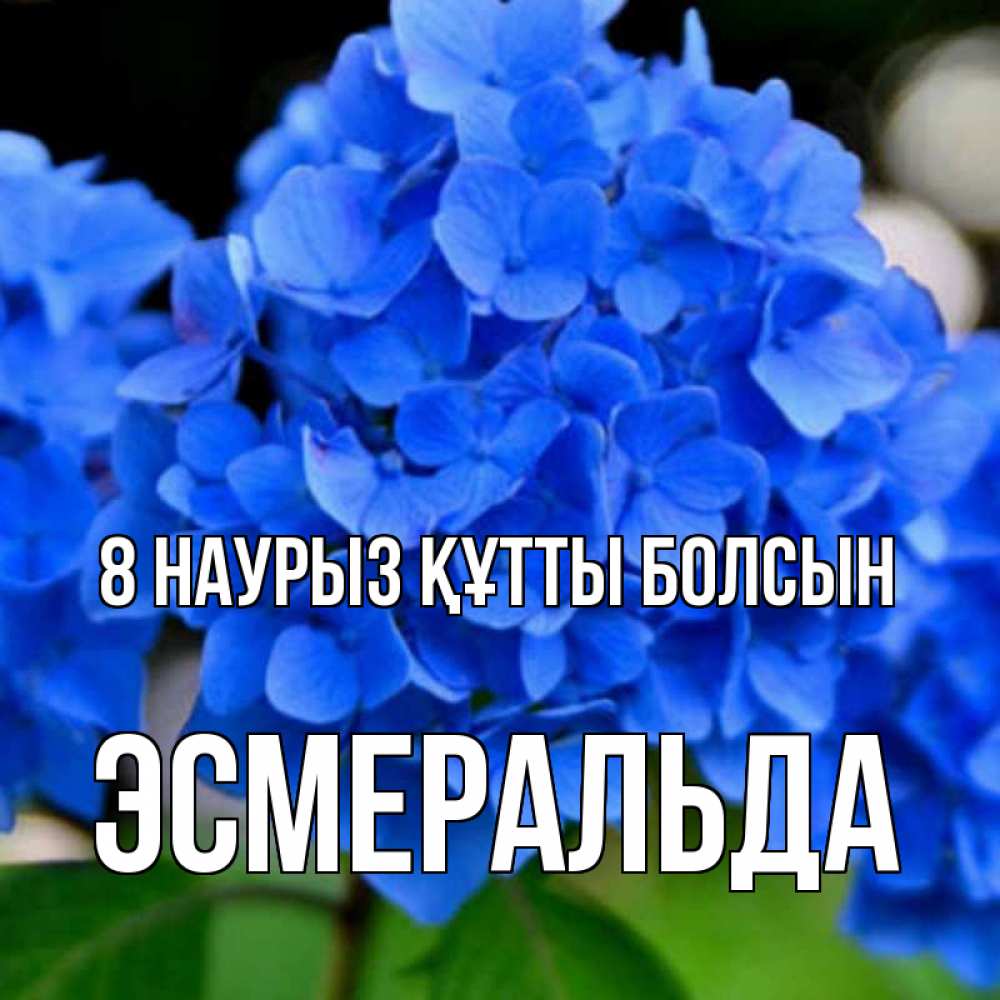 Күн сайын ашық хат с именем, Эсмеральда 8 наурыз құтты болсын синие цветы Онлайн тегін жүктеп алу тілектері бар керемет карта 