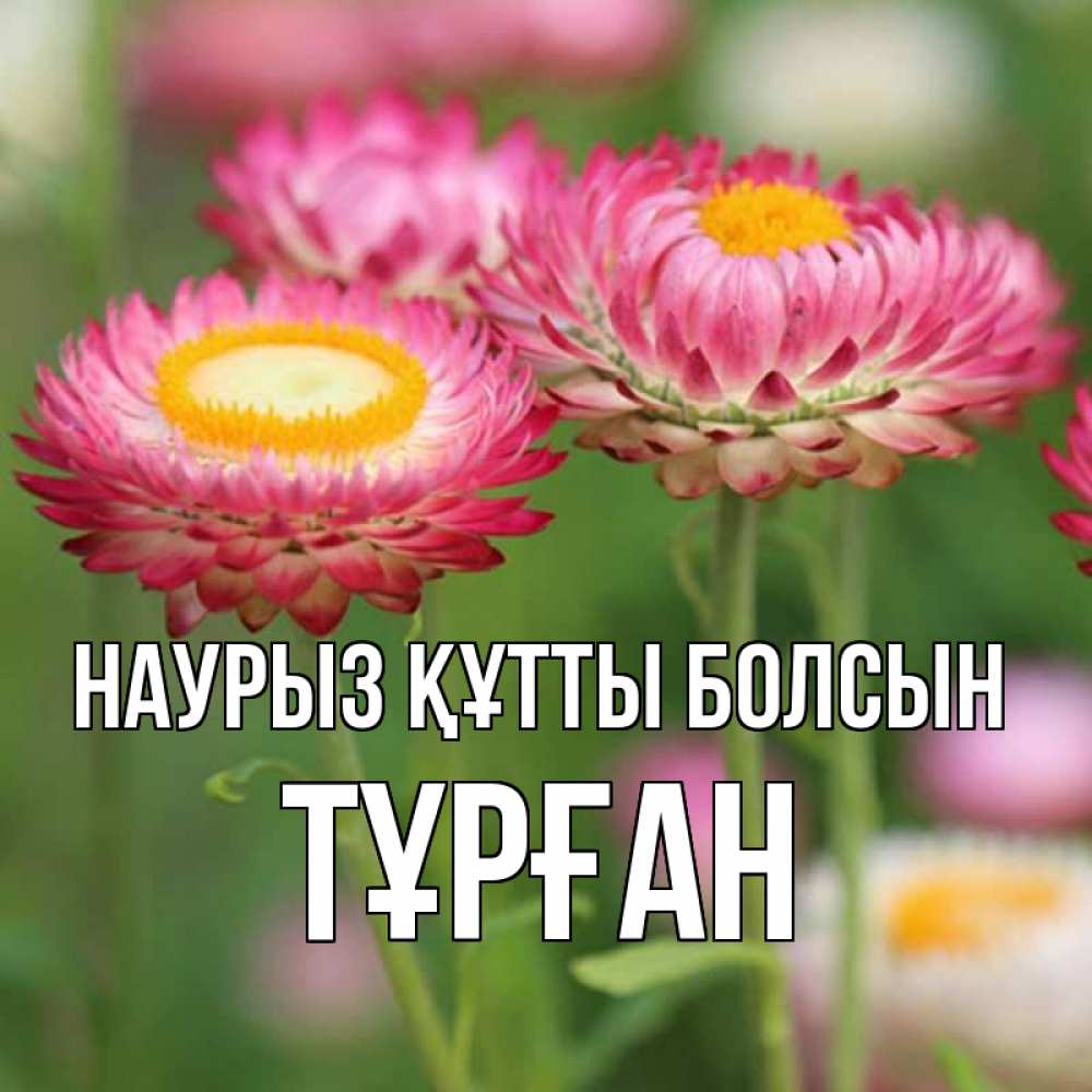 Күн сайын ашық хат с именем, ТҰРҒАН Наурыз құтты болсын подарок на международный женский день Онлайн тегін жүктеп алу тілектері бар керемет карта 
