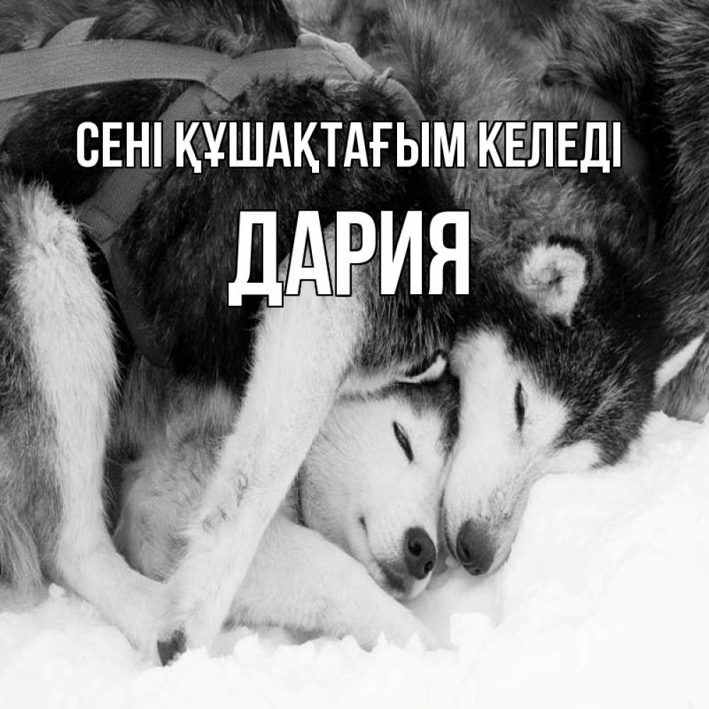 Күн сайын ашық хат с именем, ДАРИЯ сені құшақтағым келеді собачки в упряжке Онлайн тегін жүктеп алу тілектері бар керемет карта 