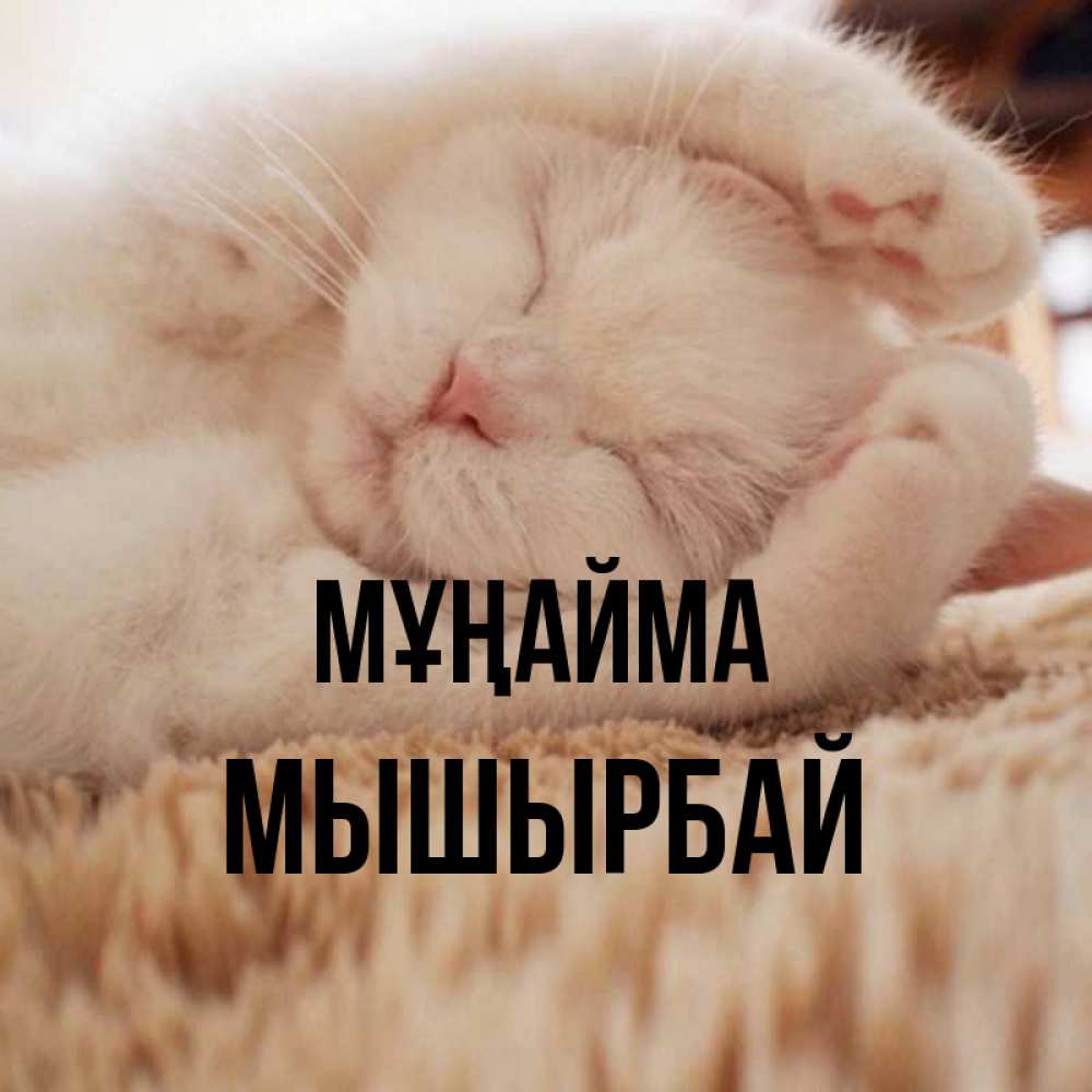 Күн сайын ашық хат с именем, МЫШЫРБАЙ Мұңайма Котенок спит Онлайн тегін жүктеп алу тілектері бар керемет карта 