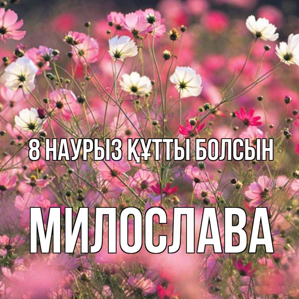 Күн сайын ашық хат с именем, Милослава 8 наурыз құтты болсын красиво 1 Онлайн тегін жүктеп алу тілектері бар керемет карта 