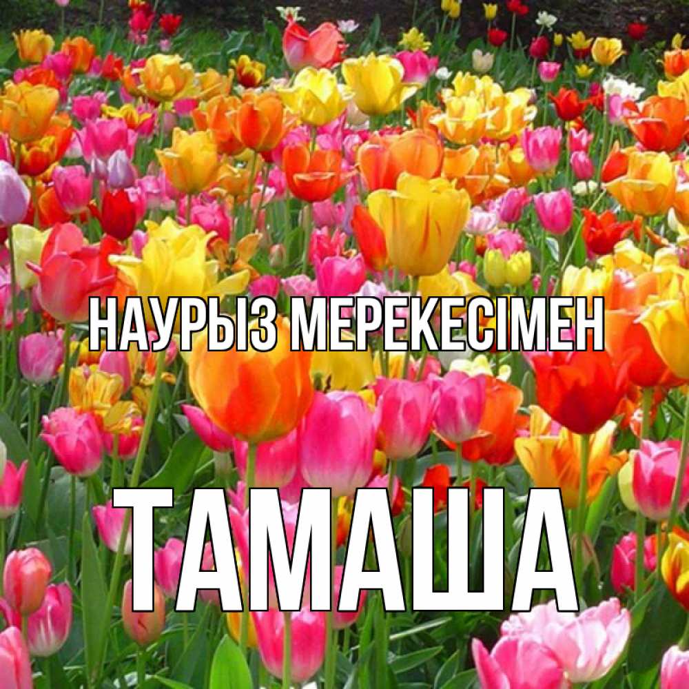 Күн сайын ашық хат с именем, ТАМАША Наурыз мерекесімен праздник весны наурыз 4 Онлайн тегін жүктеп алу тілектері бар керемет карта 