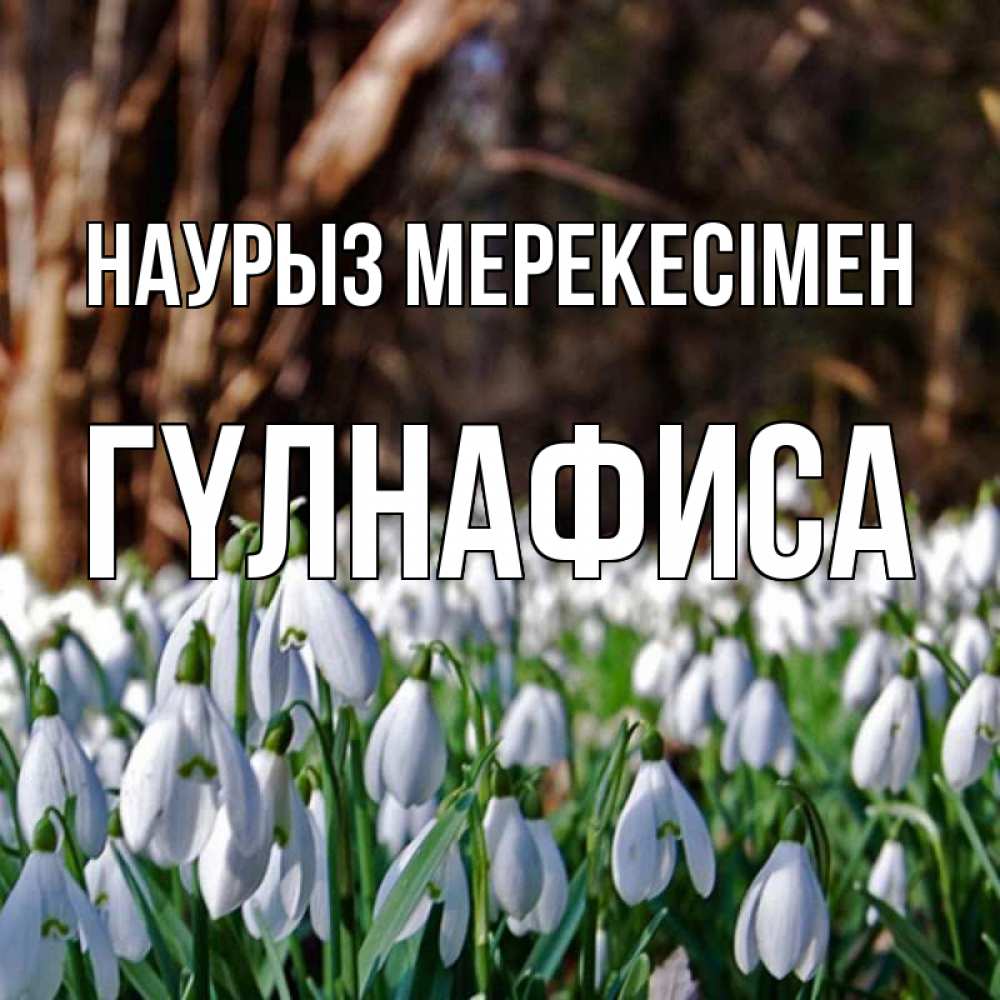 Күн сайын ашық хат с именем, ГҮЛНАФИСА Наурыз мерекесімен с подснежниками 1 Онлайн тегін жүктеп алу тілектері бар керемет карта 