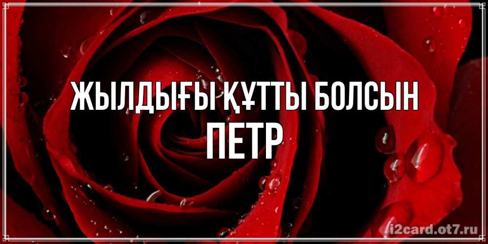 Күн сайын ашық хат с именем, Петр Жылдығы құтты болсын крупная бордовая роза Онлайн тегін жүктеп алу тілектері бар керемет карта 