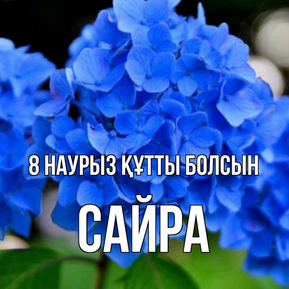 Күн сайын ашық хат с именем, САЙРА 8 наурыз құтты болсын синие цветы Онлайн тегін жүктеп алу тілектері бар керемет карта 