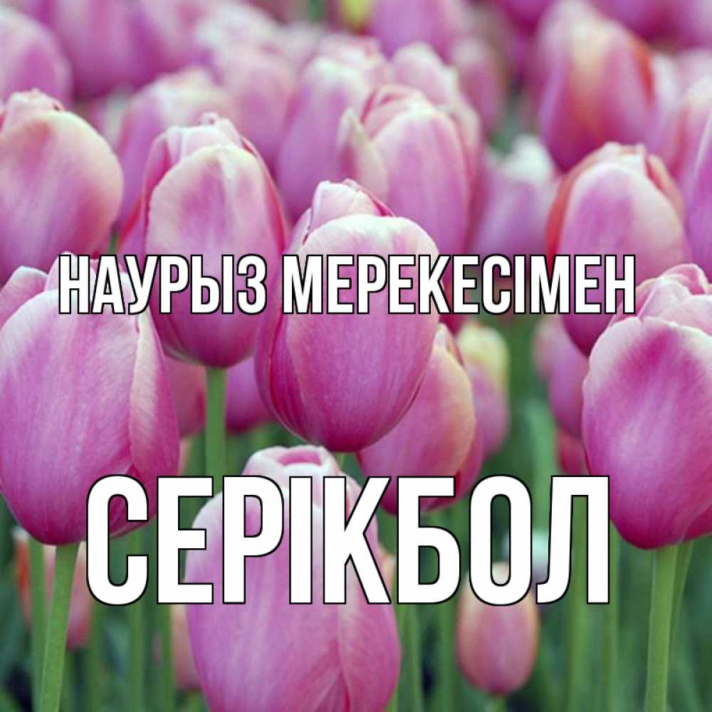 Күн сайын ашық хат с именем, СЕРІКБОЛ Наурыз мерекесімен праздник весны наурыз 69 Онлайн тегін жүктеп алу тілектері бар керемет карта 