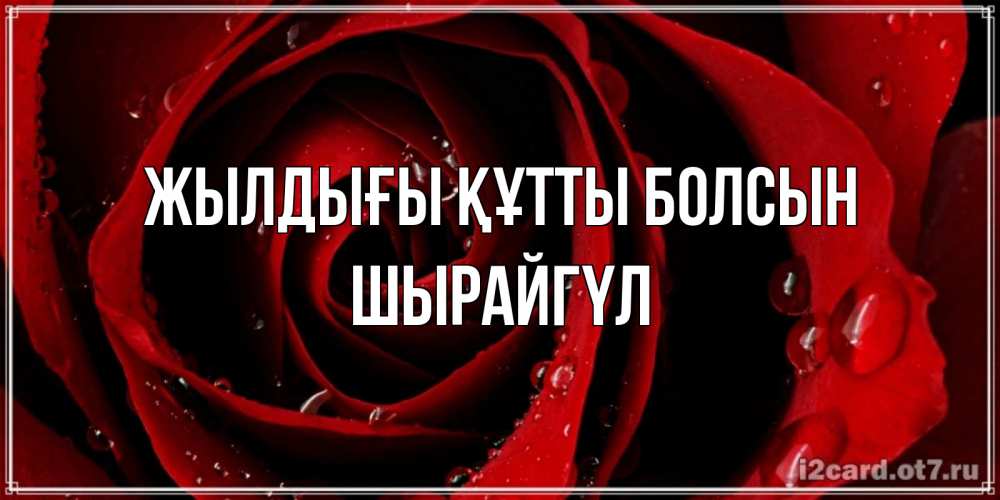 Күн сайын ашық хат с именем, ШЫРАЙГҮЛ Жылдығы құтты болсын крупная бордовая роза Онлайн тегін жүктеп алу тілектері бар керемет карта 