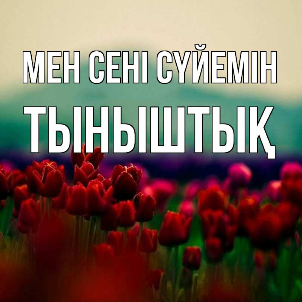 Күн сайын ашық хат с именем, ТЫНЫШТЫҚ Мен сені сүйемін тюльпаны 4 Онлайн тегін жүктеп алу тілектері бар керемет карта 