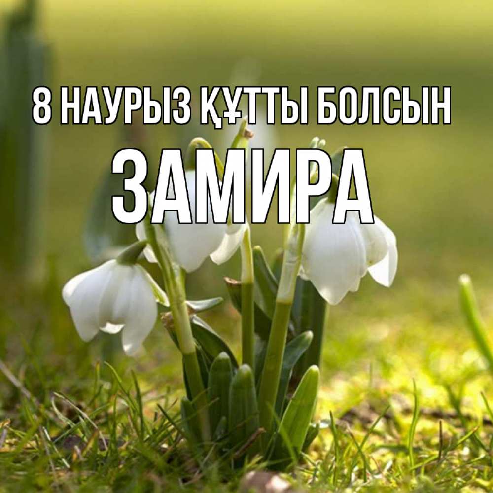 Күн сайын ашық хат с именем, ЗАМИРА 8 наурыз құтты болсын ранние цветы 2 Онлайн тегін жүктеп алу тілектері бар керемет карта 