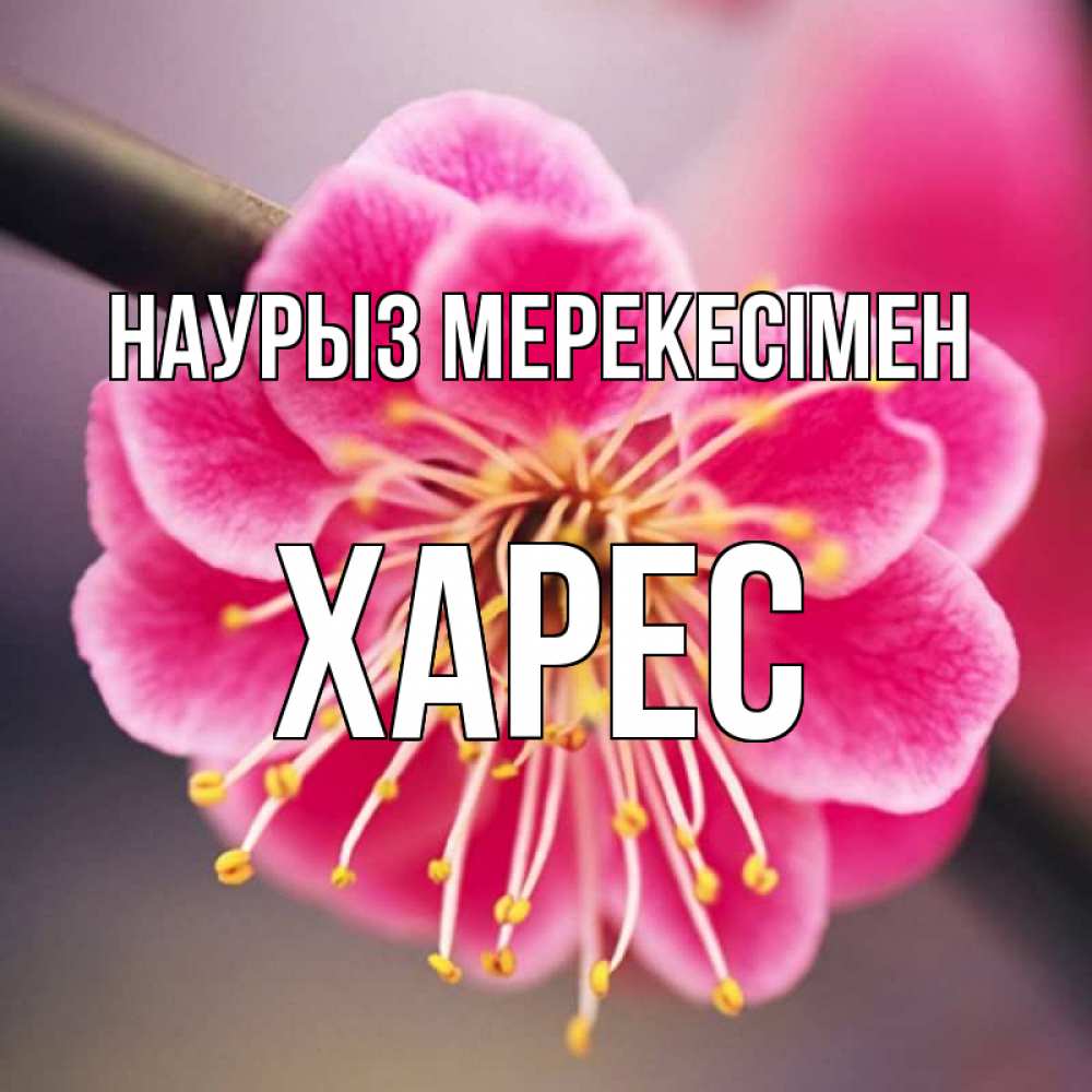 Күн сайын ашық хат с именем, ХАРЕС Наурыз мерекесімен цветы Онлайн тегін жүктеп алу тілектері бар керемет карта 